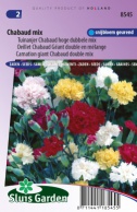 Carnation giant Chabaud double mix