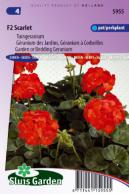 Geranium, Garden or Bedding F2 Scarlet