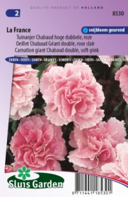 Carnation giant Chabaud double La France, soft-pink