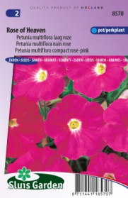 Petunia Rose of Heaven, rose-pink