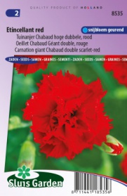 Carnation giant Chabaud double Etincellant, scarlet-red