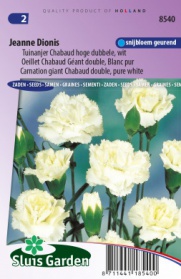 Carnation giant Chabaud double Jeanne Dionis, pure white