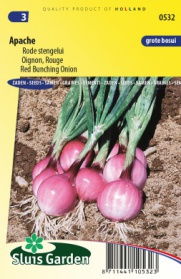 Red Bunching Onion Apache