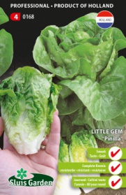 Lettuce Winter Gem Pinilla