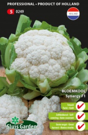 Cauliflower Synergy F1