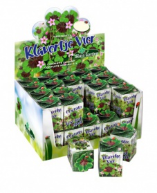 Greengift, Lucky four leaf clover 40 pcs in showbox