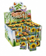 Greengift, Sunflower 40 pcs in showbox