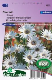 African Daisy, silver- white