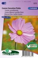 Mexican Aster, Garden Cosmos Sensation Pinkie