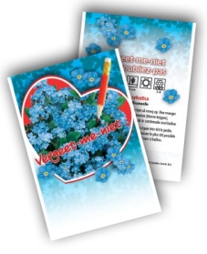 Forget-me-not