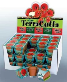 Terra Cotta Showbox Red corn Poppy 60x