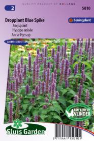 Anise Hyssop Blue Spike