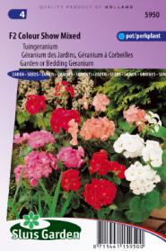 Geranium, Garden or Bedding F2 Colour Show Mix