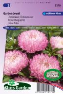 China aster Garden Jewel Rose