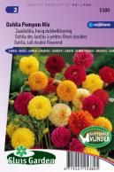 Dahlia tall double Pompon Mix