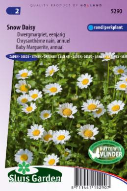 Early Chrysanthemum Snowland Seed Dwarf Profuse Large Free-Flowerer Ex Performer 