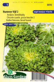 Endive Batavian broad leaved 2