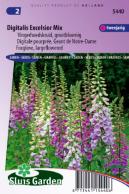 Foxglove Excelsior mix