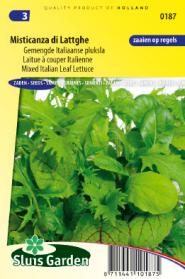 Lettuce Italian Leaf lettuce, Misticanza di Lattghe