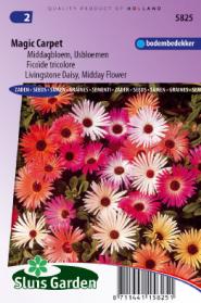 Livingstone Daisy Magic Carpet mix