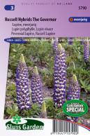 Lupin perennial, Russel Lupine Hybr. The Governer