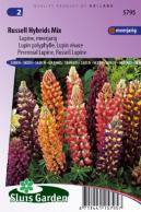 Lupin perennial, Russell hybrids Mix