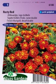 Marigold, French dwarf double Rusty Red