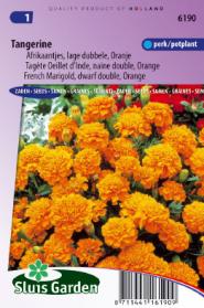 Marigold, French dwarf double Tangerine (orange)