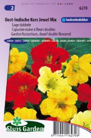 Nasturtium, Indian Cress dwarf double Jewel mix