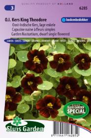 Nasturtium, Indian Cress dwarf single King Theodore (Black Velvet)