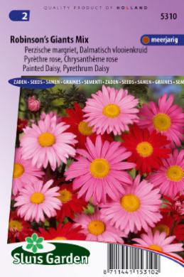 Bold Blooms Fresh Organic Seed PERENNIAL: PYRETHRUM DAISY 50-60 SeedsRobinsons Giant Single Mix