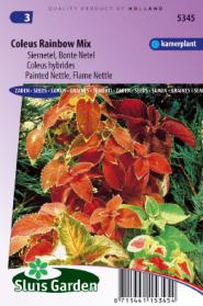 Painted or Flame Nettle Rainbow mix