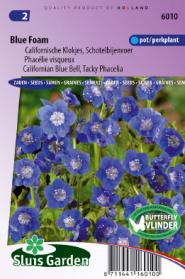 Phacelia, Californian Blue Bell Blue Foam