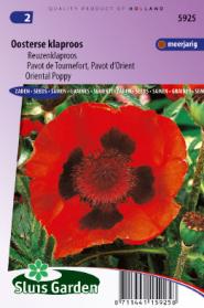 Poppy, Oriental Poppy Scarlet