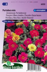 Portulaca, Moss Rose double Mix