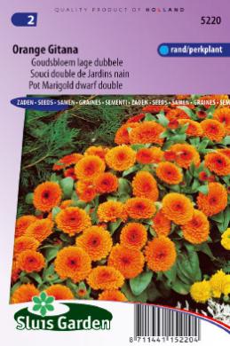Calendula officinalis ANNUAL FLOWER ORANGE POT MARIGOLD DWARF GITANA 250 SEEDS