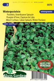 Purslane Winter, Miner's Lettuce Cuban Spinach