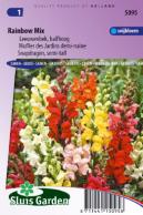 Snapdragon Rainbow mix (semi-tall)