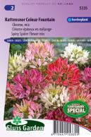 Spiny Spider flower Colour Fountain mix