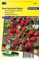 Strawberry woodland, Baron Solemacher (small fruited)
