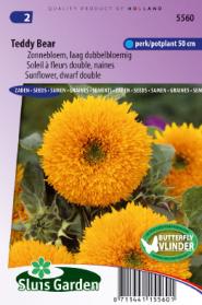 Sunflower dwarf double Teddy Bear