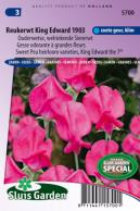 Sweet pea King Edward the 7th 1903 (Heirloom variety)